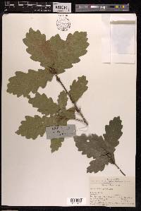 Quercus wutaishanica image