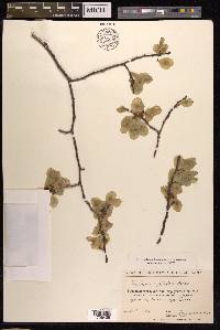 Ulmus glabra image