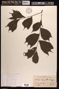 Ulmus laciniata image