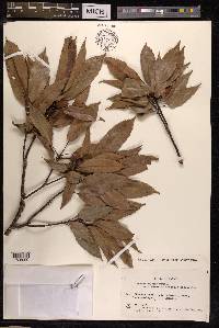 Quercus glauca image