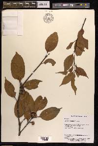 Quercus stewardiana image