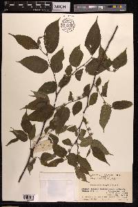 Broussonetia kaempferi image