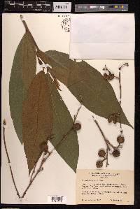 Ficus botryocarpa image