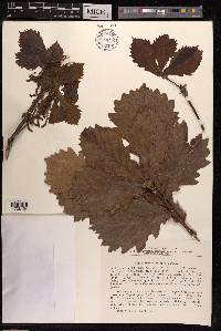 Quercus mongolica image