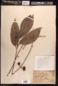 Ficus botryocarpa image