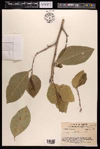 Ficus tinctoria subsp. gibbosa image