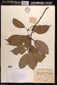 Quercus glauca image