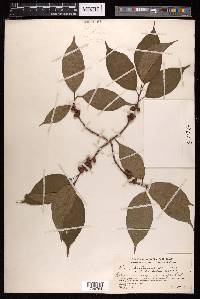 Ficus chartacea image