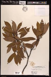 Quercus sessilifolia image