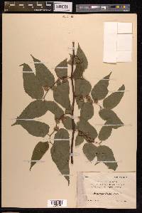 Broussonetia kaempferi image