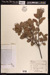 Quercus phillyraeoides image