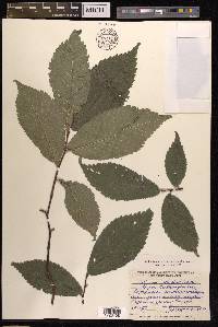 Ulmus glabra image