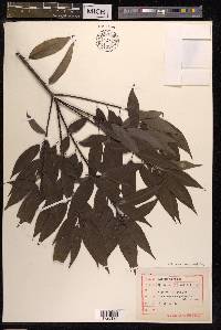 Quercus myrsinifolia image