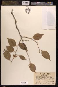 Ficus benjamina image