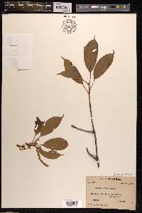 Quercus glauca image