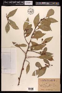 Ficus deltoidea image