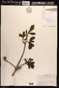 Quercus mongolica image