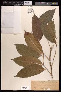 Ficus subulata image