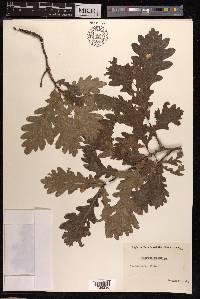 Quercus robur image