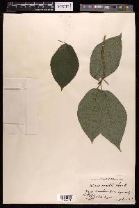 Ficus erecta image