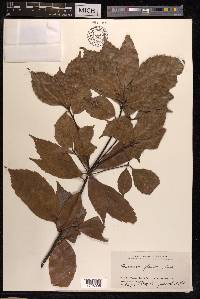 Quercus glauca image