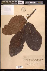 Artocarpus lacucha image