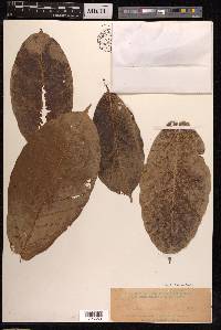 Ficus auriculata image