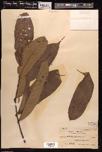 Lithocarpus coopertus image