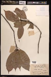 Quercus glauca image