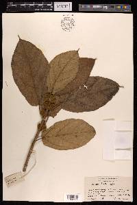 Ficus hirta image