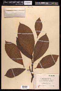 Ficus coronata image