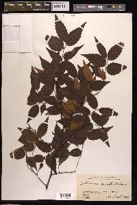 Zelkova serrata image