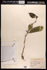 Ficus tinctoria subsp. gibbosa image