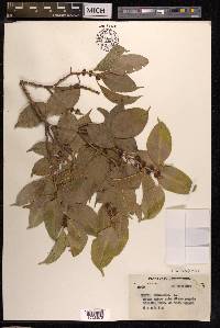 Ficus benjamina image