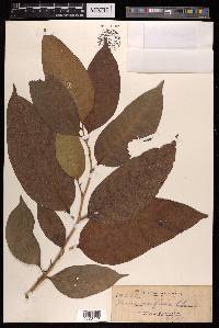 Ficus subulata image