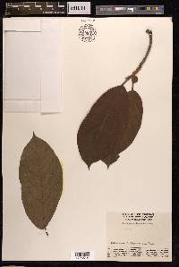 Artocarpus lacucha image