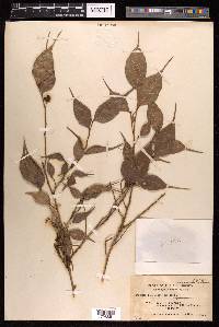 Ficus ampelas image