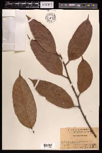 Ficus foveolata image