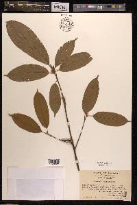 Lithocarpus corneus image