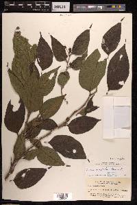 Ficus ampelos image