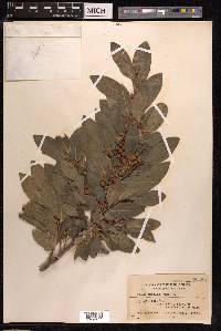 Ficus ampelos image