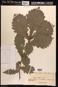 Quercus mongolica image