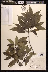 Quercus myrsinifolia image