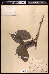 Ficus gul image