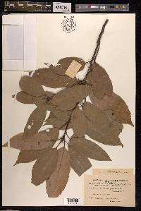 Quercus glauca image