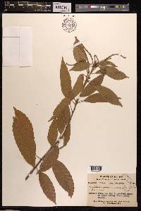 Lithocarpus corneus image