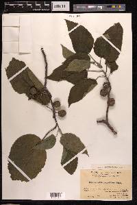 Broussonetia papyrifera image