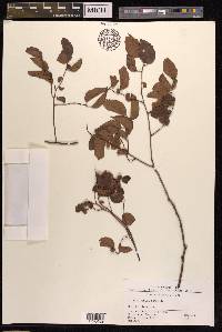 Zelkova sinica image
