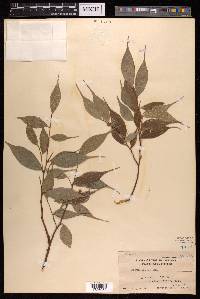 Ficus ampelas image