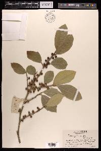 Ficus tinctoria subsp. gibbosa image